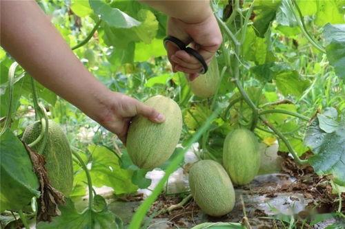 哈密瓜在哪里可以免费吃,寻味之旅,尽享甜蜜时光 第2张 哈密瓜在哪里可以免费吃,寻味之旅,尽享甜蜜时光 第2张